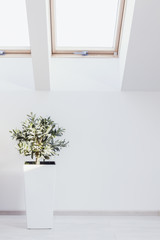 Houseplant in white interior