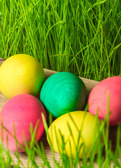 Easter eggs on green grass