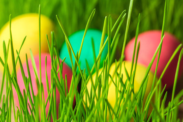 Easter eggs on green grass