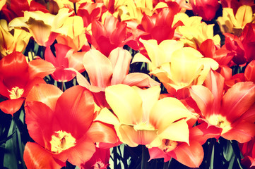 Closeup of multicolor tulips