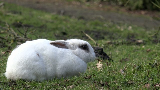 Kaninchen am fressen auf der Wiese