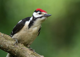 Obraz na płótnie Canvas Young male great spotted woodpecker