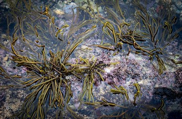 Seaweed in the coast