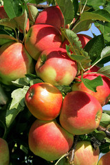 Aepfelreifzumpfluecken