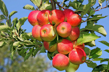 Aepfelreifzumpfluecken