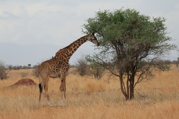 giraffe eating, Tanzania
