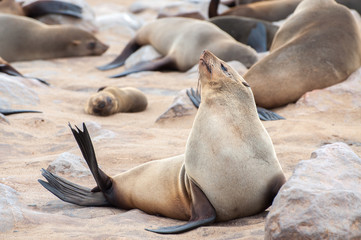Cape Fur Seal