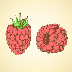 Sketch tasty raspberry in vintage style