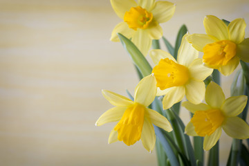 Naklejka na ściany i meble Daffodils.
