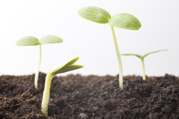 From seeds grown young seedlings.