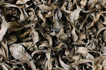 Dry leaf