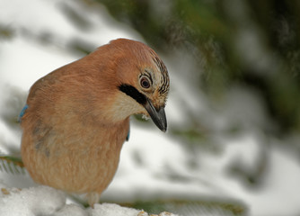 Jay( Garrulus glandarius) in winter