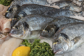 Fresh whole Sea Bream fish on a fishmonger's counter