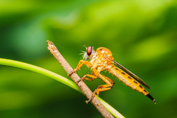 Robber fly