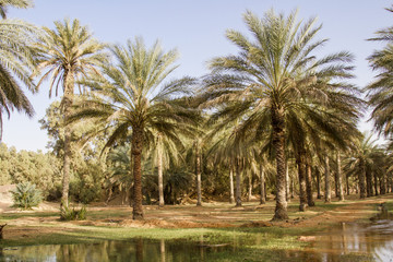 Plantation of the date palm Ksar Ghilane Desert Oasis Tunisia