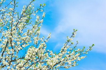 Flowers and Blue Sky