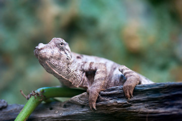 Chameleon sitting on a wood