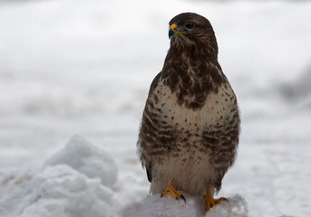 Common buzzard in winter,horizontal view