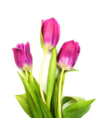 purple colored tulip flowers