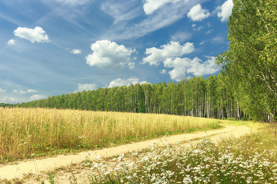 Rural landscape with cereal field and birch grove