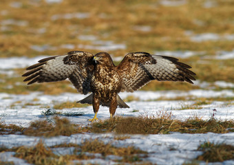 Common buzzard with spread wings