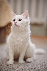 Naklejka na ściany i meble White fluffy cat sits.