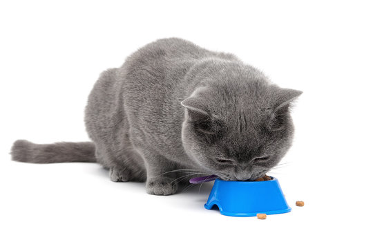 Scottish cat eating food from a bowl on a white background
