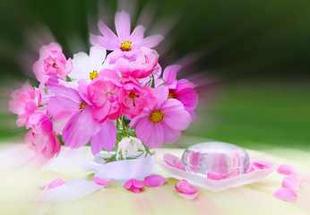 Pink cosmea bouquet isolated.