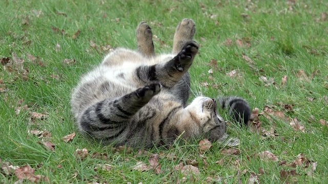 Graue Katze w&auml;lzt sich auf der Wiese