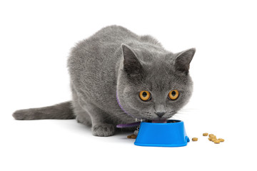 cat with yellow eyes eating food from a bowl on a white backgrou