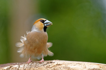 Hawfinch with blown feathers