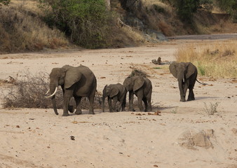 Fototapeta premium elephants family,Tanzania