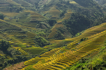 Beautiful Rice Terraces, South East Asia..