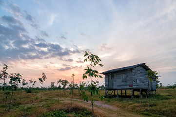 Old small wooden house at a rubber plantation in the morning