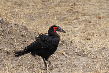 ground hornbill, Tanzania