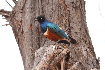 superb starling,Tanzania