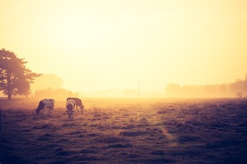 Vintage photo of landscape with cows on pasture