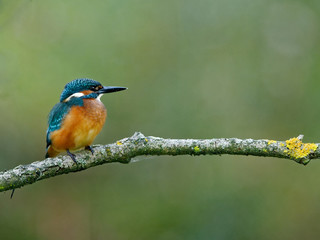 Common kingfisher on the hunting position