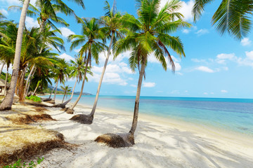 Tropical beach with palms