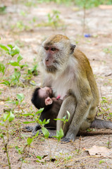Affe mit Nachwuchs