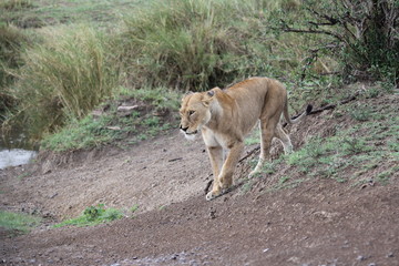 lion,tanzania