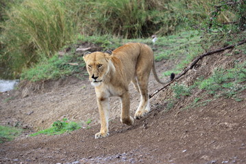 lion,tanzania