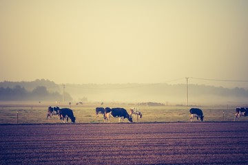 Vintage photo of landscape with cows on pasture