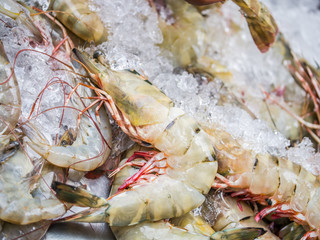Tiger prawn on crushed ice