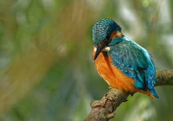 Common Kingfisher expecting fish in the rriver
