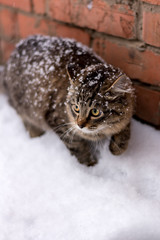 Snow cat