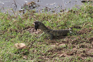 nile monitor lizard,Tanzania