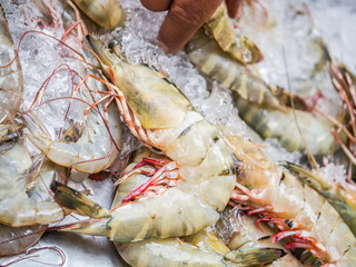 Tiger prawn on crushed ice