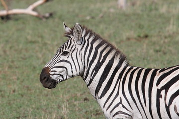 Fototapeta na wymiar Zebra,Tanzania