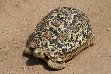 Leopard tortoise.Tanzania